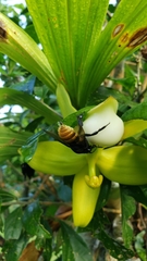 Cycnoches ventricosum