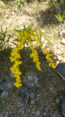 Solidago shortii