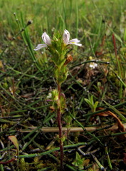 Euphrasia altaica