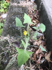 Sonchus oleraceus