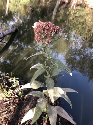 iNaturalist observation photo of marsh fleabane