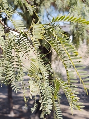 Prosopis odorata