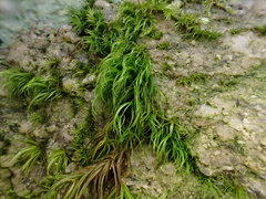 Paraleucobryum longifolium