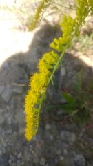 Solidago shortii