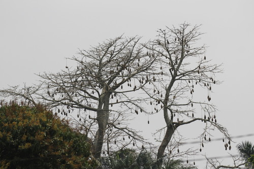 Kapok Tree