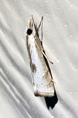 Microcrambus croesus