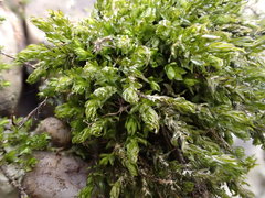 Cinclidotus riparius