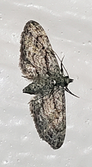 Eupithecia longidens