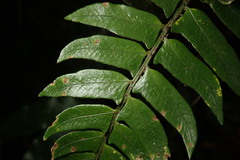 Polystichum lepidocaulon