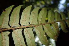 Polystichum lepidocaulon