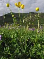 Ranunculus chinensis