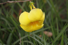 Allamanda