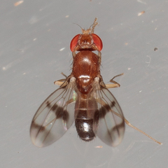 Chymomyza