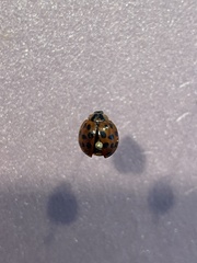 Harmonia axyridis
