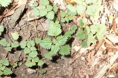 Nanocnide japonica