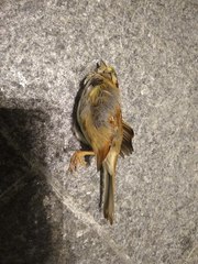 Zonotrichia albicollis