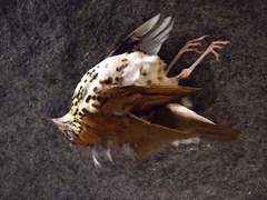 Hylocichla mustelina