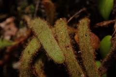 Pyrrosia linearifolia