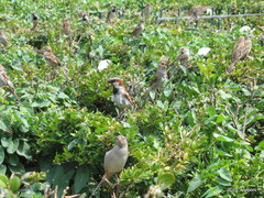 Passer domesticus