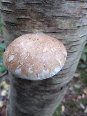 Fomitopsis betulina