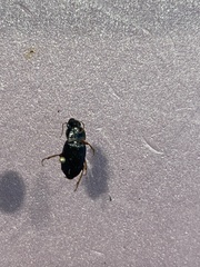 Harpalus