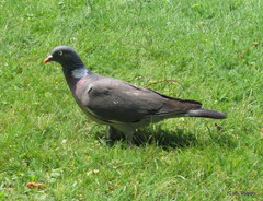 Columba palumbus