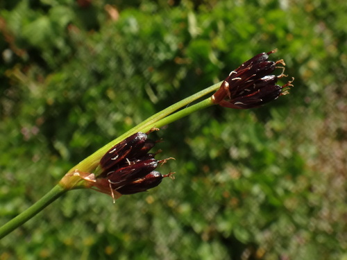 chestnut rush (Juncus castaneus)