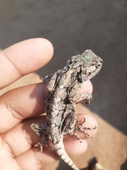 Acanthocercus atricollis