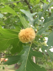 Callirhytis infuscata