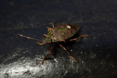 Eocanthecona formosa