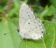 Eicochrysops hippocrates