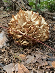 Sparassis spathulata