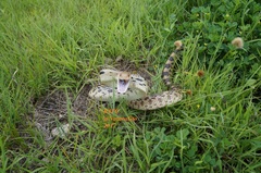 Pituophis deppei deppei