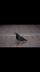 Columba livia
