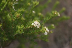 Agathosma puberula