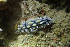 Phyllidia elegans