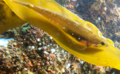 Manacled Sculpin photo 5
