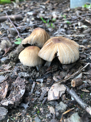 Coprinellus