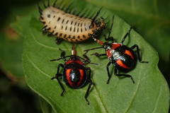 Eocanthecona concinna