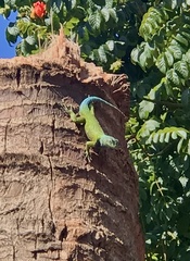 Sceloporus hondurensis