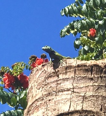 Sceloporus hondurensis