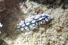 Phyllidia elegans