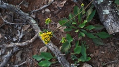 Alloispermum scabrum