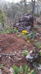 Alloispermum scabrum