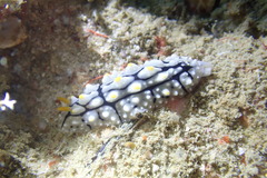 Phyllidia elegans