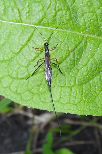 Xorides jakovlevi