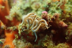 Phyllodesmium briareum