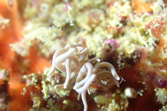 Phyllodesmium briareum