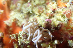 Phyllodesmium briareum