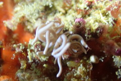Phyllodesmium briareum